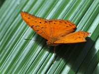 Kuranda butterfly 8854